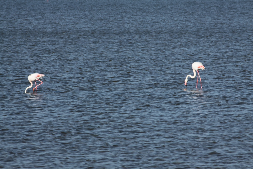 Fenicotteri nella Camargue